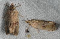 Celypha striana