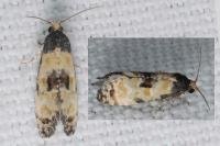 Neocochylis dubitana
