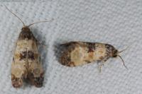 Neocochylis dubitana