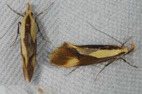 Harpella forficella