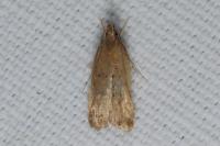 Helcystogramma lutatella