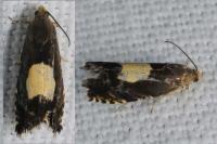 Pammene regiana