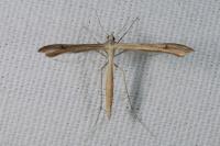 Stenoptilia