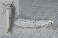 Yponomeuta evonymella