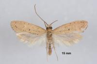 Myrmecozela ataxella