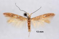 Coleophora salicorniae
