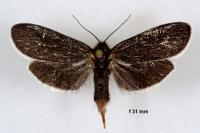 Typhonia ciliaris