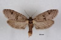 Penestoglossa dardoinella
