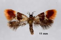 Epicallima bruandella