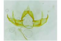 Blastobasis glandulella
