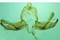 Blastobasis glandulella