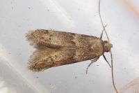 Hypatopa segnella