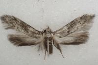 Hypatopa segnella