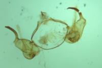 Hypatopa segnella