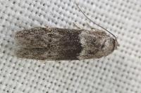 Hypatopa segnella