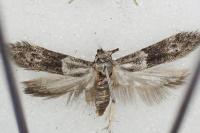 Hypatopa segnella