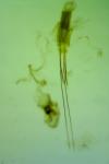 Hypatopa segnella