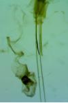 Hypatopa segnella