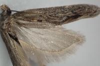 Aroga velocella