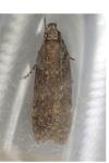 Chionodes distinctella