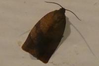 Cacoecimorpha pronubana