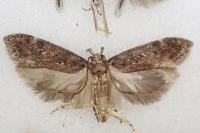 Chionodes distinctella