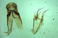 Chionodes distinctella