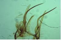 Chionodes distinctella