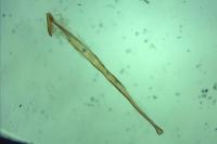 Chionodes distinctella