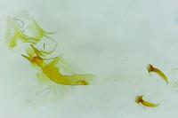 Caloptilia alchimiella