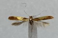 Caloptilia alchimiella
