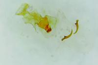 Caloptilia fribergensis