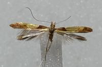 Caloptilia fribergensis