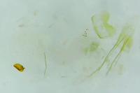 Batia lunaris