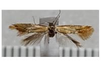 Batia lunaris