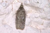 Agonopterix rutana