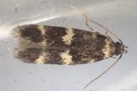 Oegoconia deauratella