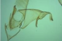 Oegoconia deauratella