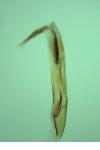 Oegoconia deauratella