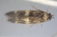 Oegoconia deauratella