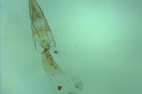 Oegoconia deauratella