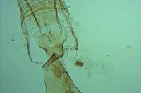 Oegoconia deauratella