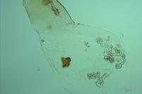 Oegoconia deauratella