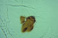 Oegoconia deauratella