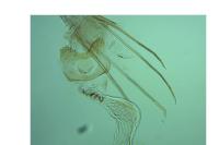 Batia lunaris