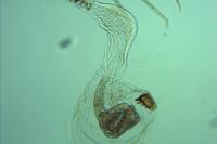 Batia lunaris