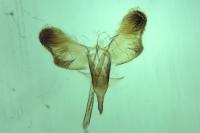 Caloptilia populetorum