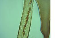 Caloptilia populetorum