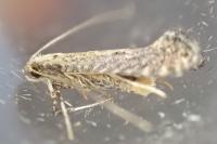 Parornix carpinella