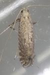 Parornix carpinella